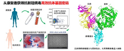 20220416-419-医学院-张林琦团队成果jpg 20220416-419-医学院-张林琦团队成果jpg
